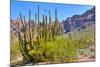 Organ Pipe Cactus National Monument-Anton Foltin-Mounted Photographic Print