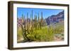 Organ Pipe Cactus National Monument-Anton Foltin-Framed Photographic Print