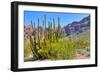 Organ Pipe Cactus National Monument-Anton Foltin-Framed Photographic Print