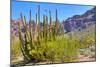 Organ Pipe Cactus National Monument-Anton Foltin-Mounted Photographic Print