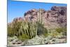 Organ Pipe Cactus National Monument-Anton Foltin-Mounted Photographic Print