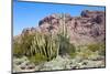 Organ Pipe Cactus National Monument-Anton Foltin-Mounted Photographic Print