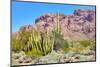 Organ Pipe Cactus National Monument-Anton Foltin-Mounted Photographic Print