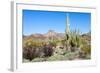 Organ Pipe Cactus National Monument-Anton Foltin-Framed Photographic Print