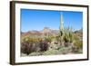 Organ Pipe Cactus National Monument-Anton Foltin-Framed Photographic Print