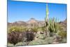 Organ Pipe Cactus National Monument-Anton Foltin-Mounted Photographic Print