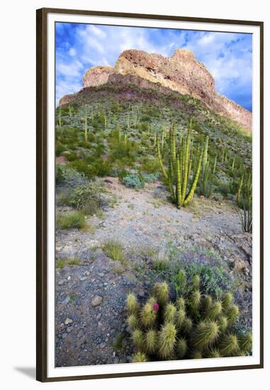 Organ Pipe Cactus NM, Ajo Mountain Drive Winds Through the Desert-Richard Wright-Framed Premium Photographic Print
