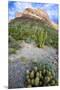 Organ Pipe Cactus NM, Ajo Mountain Drive Winds Through the Desert-Richard Wright-Mounted Premium Photographic Print