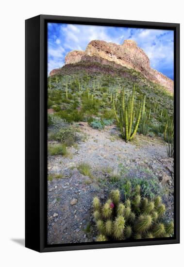 Organ Pipe Cactus NM, Ajo Mountain Drive Winds Through the Desert-Richard Wright-Framed Stretched Canvas