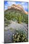 Organ Pipe Cactus NM, Ajo Mountain Drive Winds Through the Desert-Richard Wright-Mounted Photographic Print