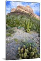 Organ Pipe Cactus NM, Ajo Mountain Drive Winds Through the Desert-Richard Wright-Mounted Photographic Print