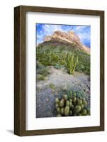 Organ Pipe Cactus NM, Ajo Mountain Drive Winds Through the Desert-Richard Wright-Framed Photographic Print