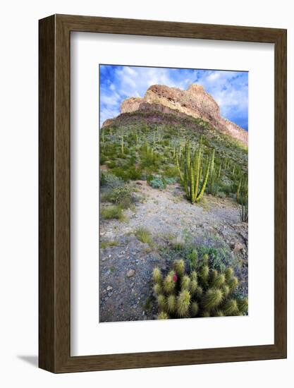 Organ Pipe Cactus NM, Ajo Mountain Drive Winds Through the Desert-Richard Wright-Framed Photographic Print