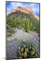 Organ Pipe Cactus NM, Ajo Mountain Drive Winds Through the Desert-Richard Wright-Mounted Photographic Print