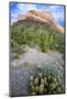 Organ Pipe Cactus NM, Ajo Mountain Drive Winds Through the Desert-Richard Wright-Mounted Photographic Print