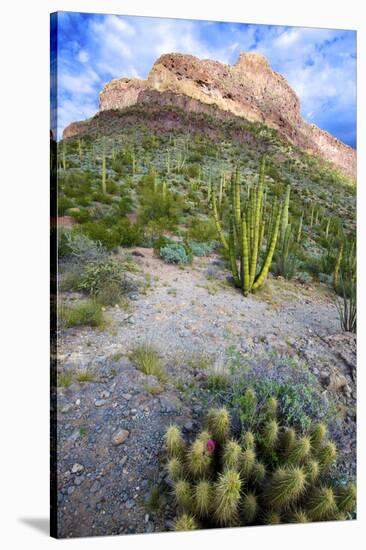 Organ Pipe Cactus NM, Ajo Mountain Drive Winds Through the Desert-Richard Wright-Stretched Canvas