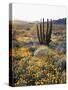 Organ Pipe Cactus Nm, Ajo Mts, California Poppy and Organ Pipe-Christopher Talbot Frank-Stretched Canvas