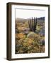 Organ Pipe Cactus Nm, Ajo Mts, California Poppy and Organ Pipe-Christopher Talbot Frank-Framed Photographic Print