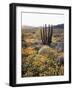 Organ Pipe Cactus Nm, Ajo Mts, California Poppy and Organ Pipe-Christopher Talbot Frank-Framed Photographic Print