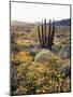 Organ Pipe Cactus Nm, Ajo Mts, California Poppy and Organ Pipe-Christopher Talbot Frank-Mounted Photographic Print