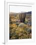 Organ Pipe Cactus Nm, Ajo Mts, California Poppy and Organ Pipe-Christopher Talbot Frank-Framed Photographic Print