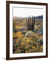 Organ Pipe Cactus Nm, Ajo Mts, California Poppy and Organ Pipe-Christopher Talbot Frank-Framed Photographic Print