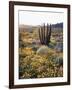 Organ Pipe Cactus Nm, Ajo Mts, California Poppy and Organ Pipe-Christopher Talbot Frank-Framed Photographic Print