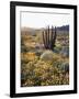 Organ Pipe Cactus Nm, Ajo Mts, California Poppy and Organ Pipe-Christopher Talbot Frank-Framed Photographic Print