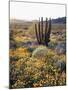 Organ Pipe Cactus Nm, Ajo Mts, California Poppy and Organ Pipe-Christopher Talbot Frank-Mounted Photographic Print