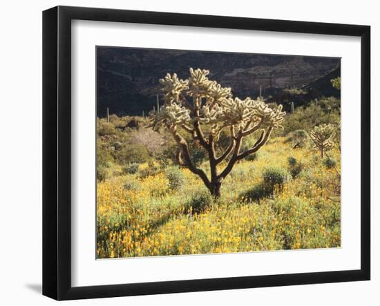 Organ Pipe Cactus Nm, Ajo Mts, Desert Vegetation and Flowers-Christopher Talbot Frank-Framed Premium Photographic Print