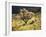 Organ Pipe Cactus Nm, Ajo Mts, Desert Vegetation and Flowers-Christopher Talbot Frank-Framed Premium Photographic Print