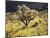 Organ Pipe Cactus Nm, Ajo Mts, Desert Vegetation and Flowers-Christopher Talbot Frank-Mounted Premium Photographic Print