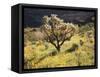 Organ Pipe Cactus Nm, Ajo Mts, Desert Vegetation and Flowers-Christopher Talbot Frank-Framed Stretched Canvas