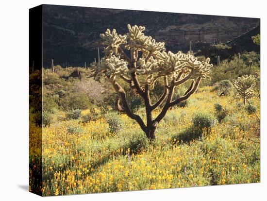 Organ Pipe Cactus Nm, Ajo Mts, Desert Vegetation and Flowers-Christopher Talbot Frank-Stretched Canvas