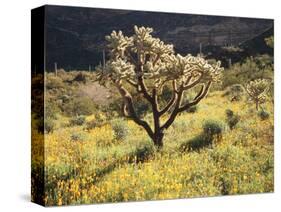 Organ Pipe Cactus Nm, Ajo Mts, Desert Vegetation and Flowers-Christopher Talbot Frank-Stretched Canvas