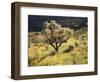 Organ Pipe Cactus Nm, Ajo Mts, Desert Vegetation and Flowers-Christopher Talbot Frank-Framed Photographic Print