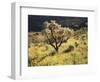 Organ Pipe Cactus Nm, Ajo Mts, Desert Vegetation and Flowers-Christopher Talbot Frank-Framed Photographic Print
