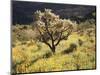 Organ Pipe Cactus Nm, Ajo Mts, Desert Vegetation and Flowers-Christopher Talbot Frank-Mounted Photographic Print