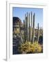 Organ Pipe Cactus Nm, Brittlebush and Organ Pipe Cactus in the Ajo Mts-Christopher Talbot Frank-Framed Photographic Print