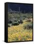 Organ Pipe Cactus Nm, California Poppy and Saguaro in the Ajo Mts-Christopher Talbot Frank-Framed Stretched Canvas