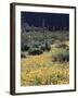 Organ Pipe Cactus Nm, California Poppy and Saguaro in the Ajo Mts-Christopher Talbot Frank-Framed Premium Photographic Print