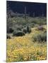 Organ Pipe Cactus Nm, California Poppy and Saguaro in the Ajo Mts-Christopher Talbot Frank-Mounted Premium Photographic Print