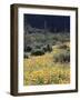 Organ Pipe Cactus Nm, California Poppy and Saguaro in the Ajo Mts-Christopher Talbot Frank-Framed Photographic Print