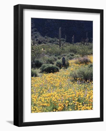 Organ Pipe Cactus Nm, California Poppy and Saguaro in the Ajo Mts-Christopher Talbot Frank-Framed Photographic Print