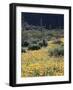 Organ Pipe Cactus Nm, California Poppy and Saguaro in the Ajo Mts-Christopher Talbot Frank-Framed Photographic Print