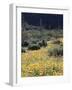 Organ Pipe Cactus Nm, California Poppy and Saguaro in the Ajo Mts-Christopher Talbot Frank-Framed Photographic Print