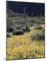 Organ Pipe Cactus Nm, California Poppy and Saguaro in the Ajo Mts-Christopher Talbot Frank-Mounted Photographic Print