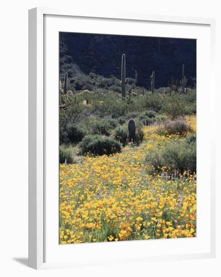 Organ Pipe Cactus Nm, California Poppy and Saguaro in the Ajo Mts-Christopher Talbot Frank-Framed Photographic Print