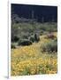 Organ Pipe Cactus Nm, California Poppy and Saguaro in the Ajo Mts-Christopher Talbot Frank-Framed Photographic Print