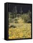 Organ Pipe Cactus Nm, California Poppy and Saguaro in the Ajo Mts-Christopher Talbot Frank-Framed Stretched Canvas